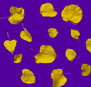 High angle view of leaves floating on water