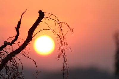 Close-up of silhouette bare tree against orange sky