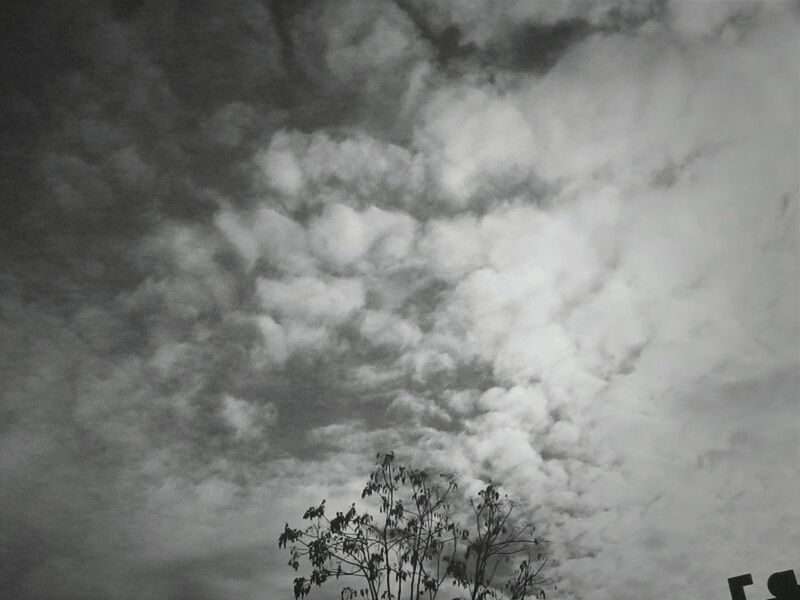 low angle view, sky, tree, cloud - sky, tranquility, nature, beauty in nature, silhouette, growth, cloudy, scenics, tranquil scene, high section, branch, weather, outdoors, no people, cloud, day, overcast