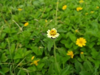 Close-up of yellow flowering plant on field