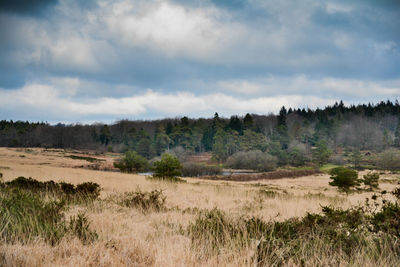 Scenic view of field against sky