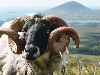 Portrait of cow in field