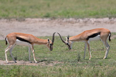 Side view of deer on field