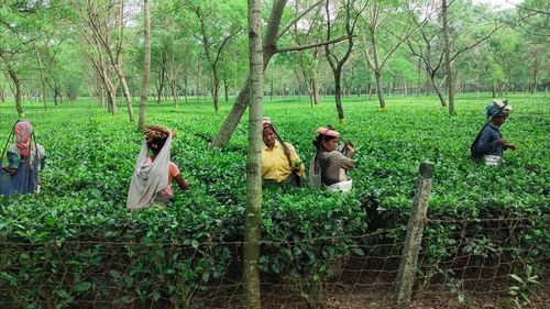 People on field by trees in forest