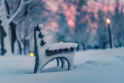 Snow covered plants on land