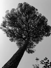 Low angle view of tree against sky