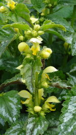 Close-up of flowers against blurred background