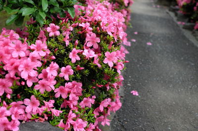 Close-up of pink flowers