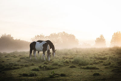 Horses in a field