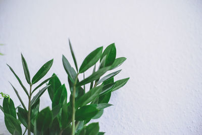 Close-up of plant against white wall