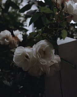 Close-up of white flowers