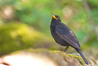 Male blackbird on a fallen tree