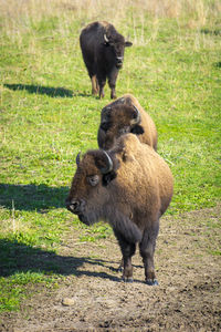 Sheep on field