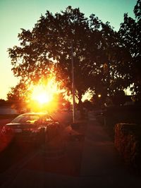 Sun shining through trees
