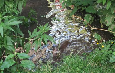 High angle view of snake amidst plants in water