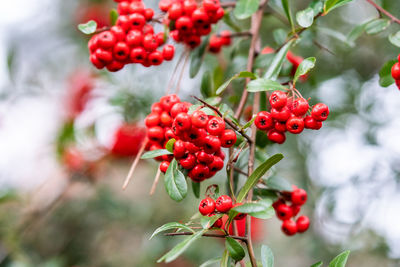 Close-up of red berries growing on tree