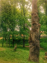 Trees on grassy field