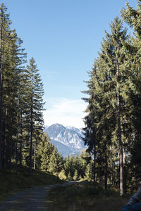 Pine trees in forest against sky