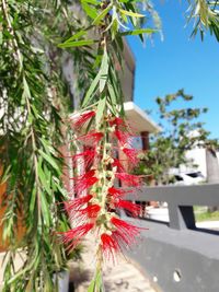Close-up of red flower hanging on tree against sky