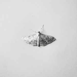 High angle view of butterfly over white background