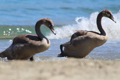 Ducks on beach