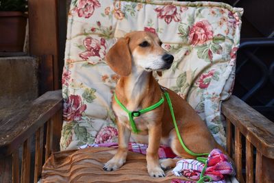 Close-up of dog sitting in armchair