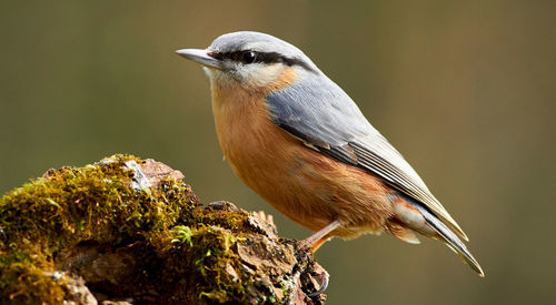 Close-up of bird perching on a tree