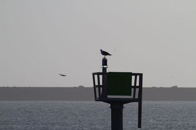 Seagull perching on pole by sea against clear sky