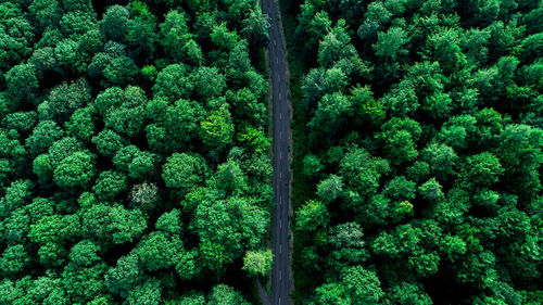 High angle view of trees in forest