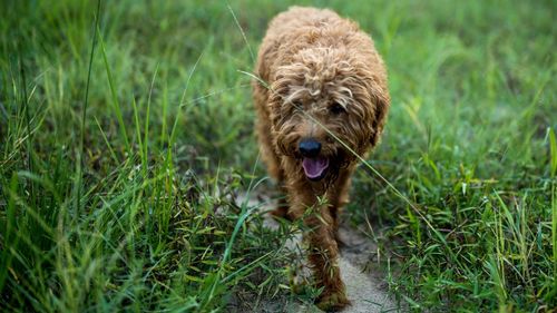 Close-up of a dog on field
