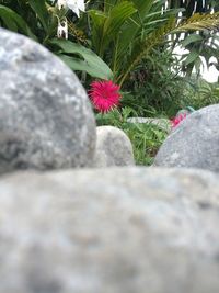 Close-up of flowers against blurred background