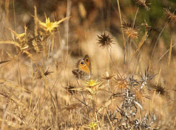 Close-up of butterfly on dry plants