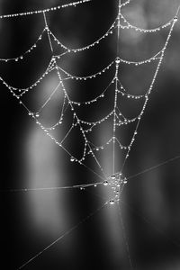 Close-up of spider web