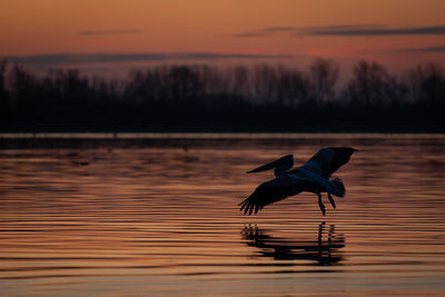 Bird in lake