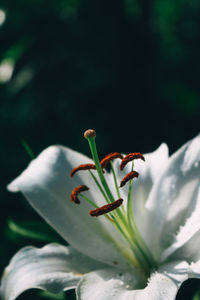 Close-up of white flowering plant