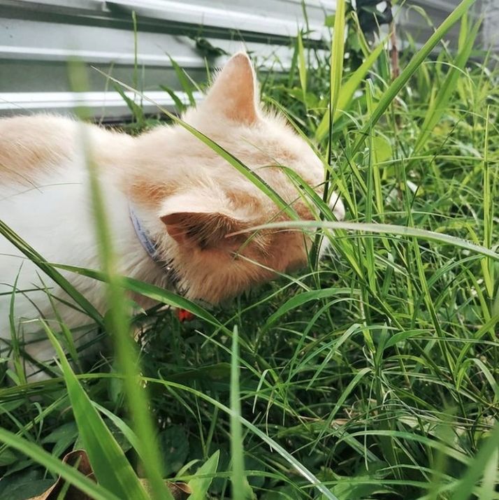 CLOSE-UP OF DOG ON GRASS