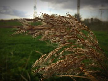 Close-up of grass against sky