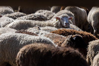 The sheep peacefully graze in the pen. a lot of beautiful lambs. the rays of the sun illuminate.