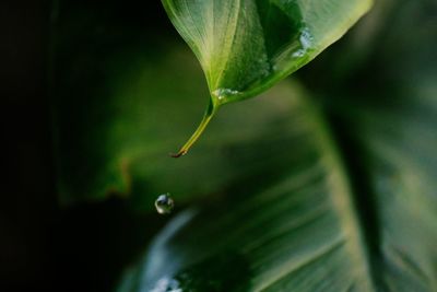 Close-up of water drops on plant leaves