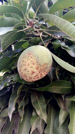 Close-up of fruit growing on tree