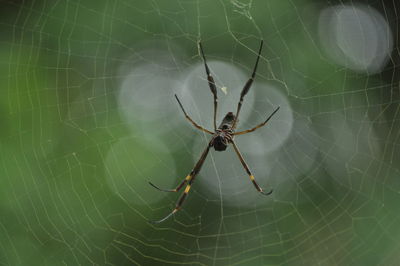 Close-up of spider web