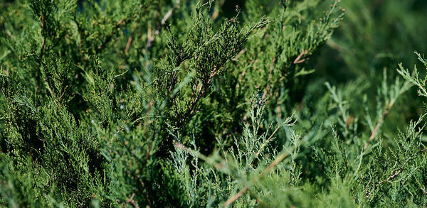 Close-up of plants growing on field