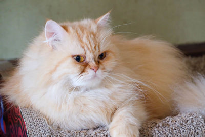 Close-up portrait of a cat