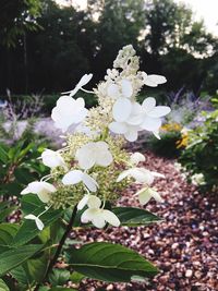 Close-up of white flowers blooming on tree