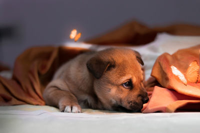 Close-up of a dog resting on bed