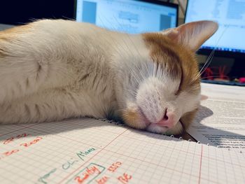 Close-up of cat sleeping on table