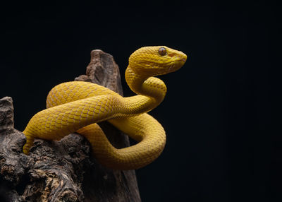 Close-up of snake against black background