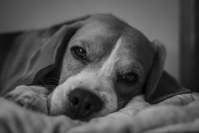 Close-up portrait of dog