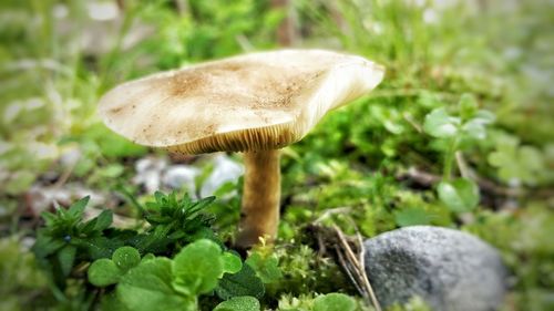 Mushrooms growing on field