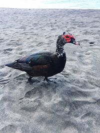 Bird on shore
